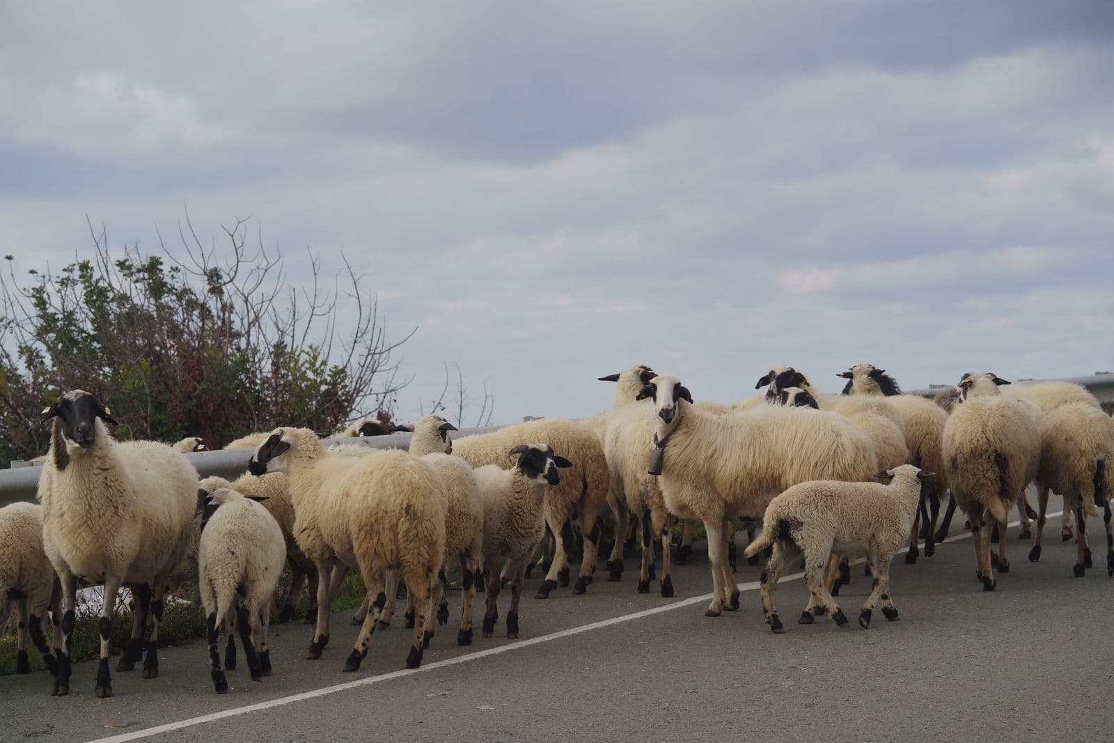 A flock of sheep walking along a country road in Cyprus under a cloudy sky