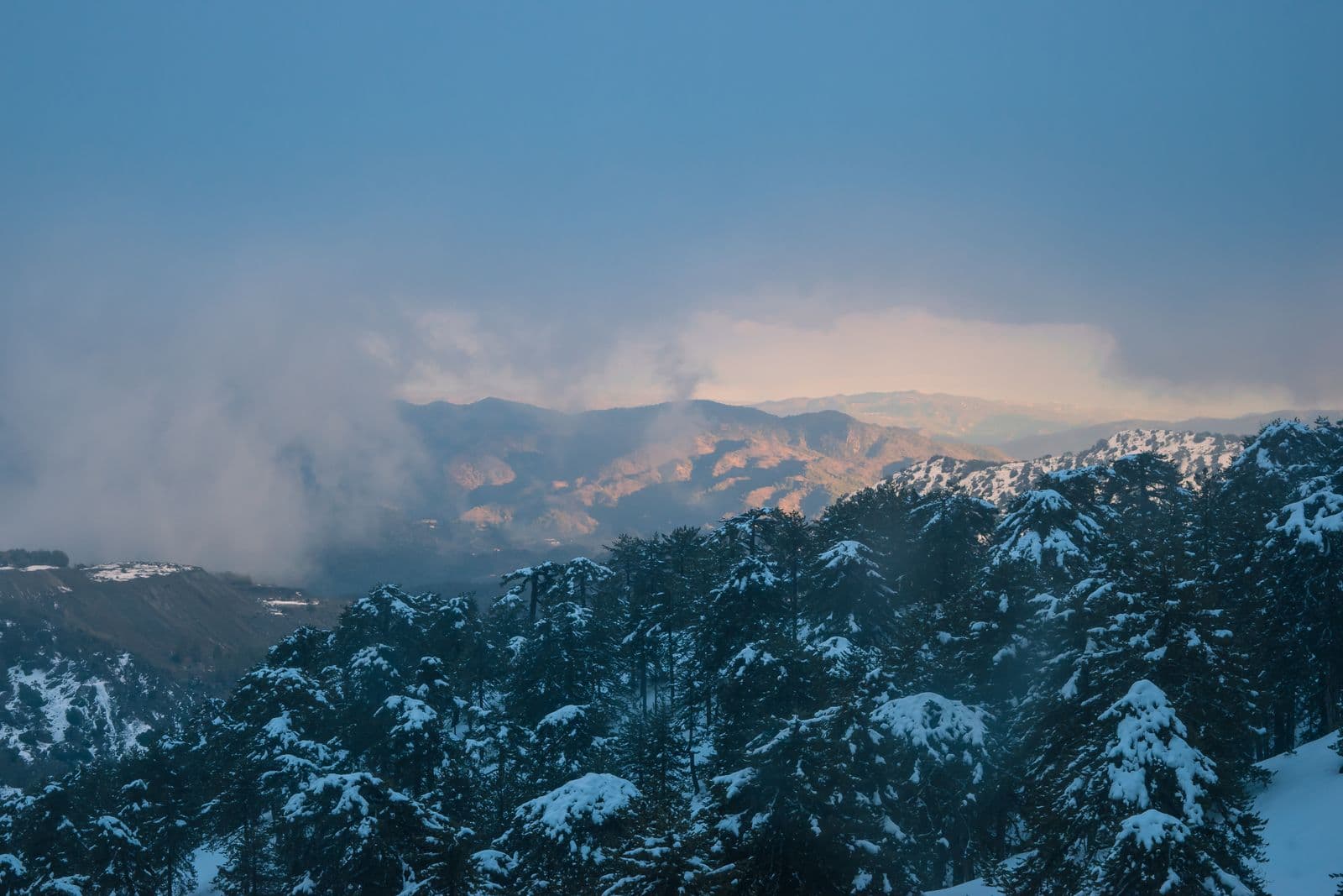 Snow-covered pines in the Troodos Mountains