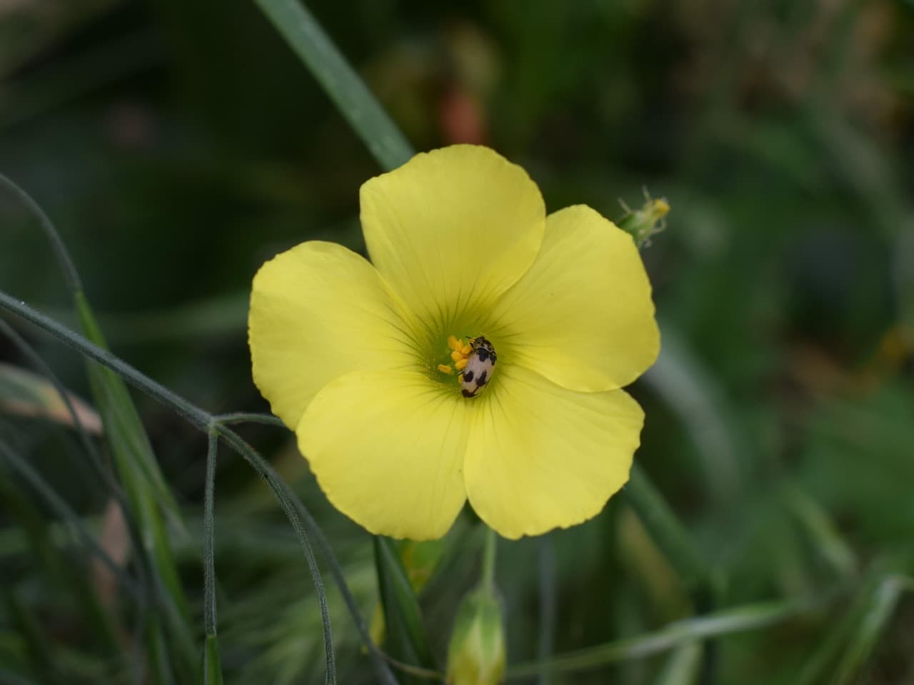 A yellow wildflower in bloom in the Cyprus countryside in spring